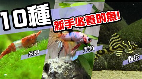 養魚推薦